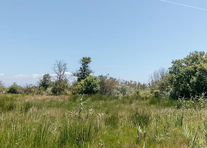 Ria De Aveiro By Mycelia