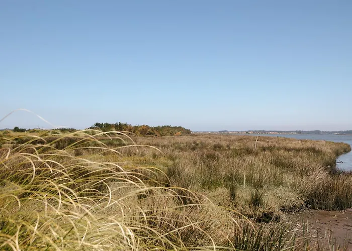 Ria De Aveiro By Mycelia Ovar