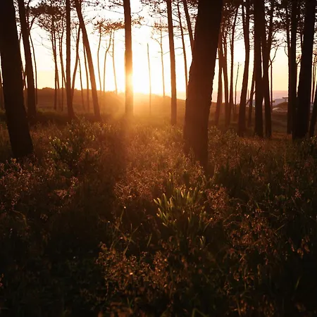 Villa Ria De Aveiro By Mycelia Ovar